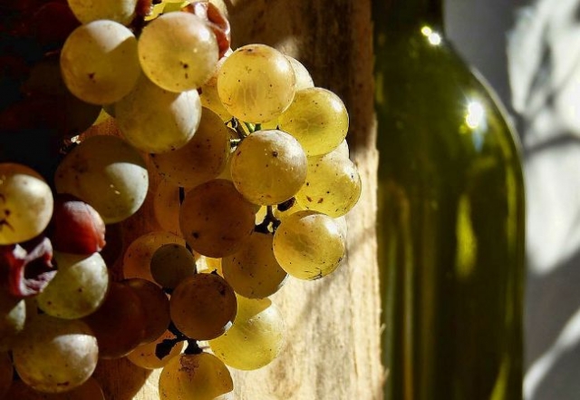 racimos de uva junto a una botella